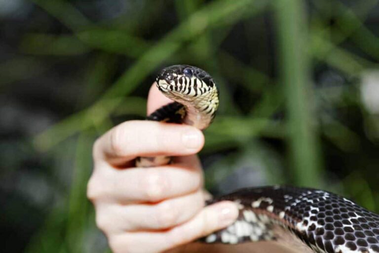 As cobras de estimação gostam de ser acariciadas (2)