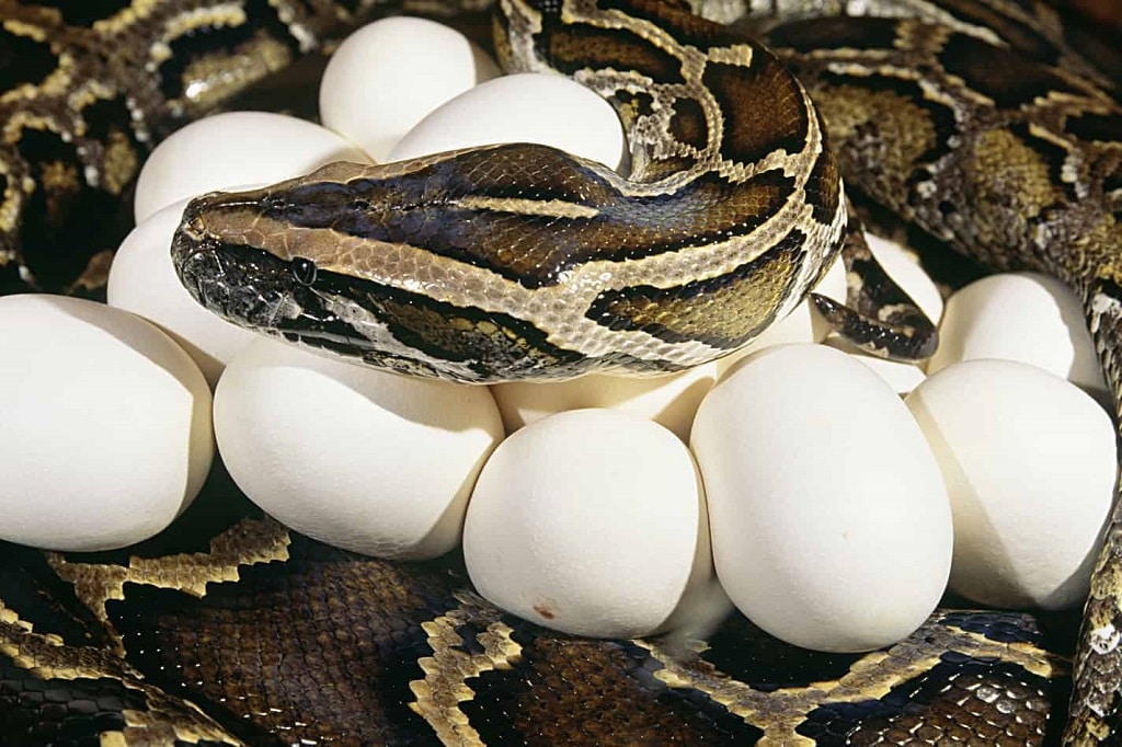 Como as cobras se reproduzem