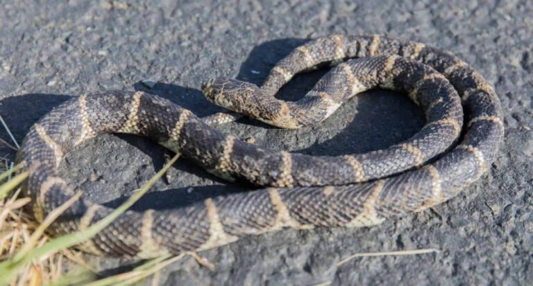 Existe uma cobra de estimação que não pode comer ratos