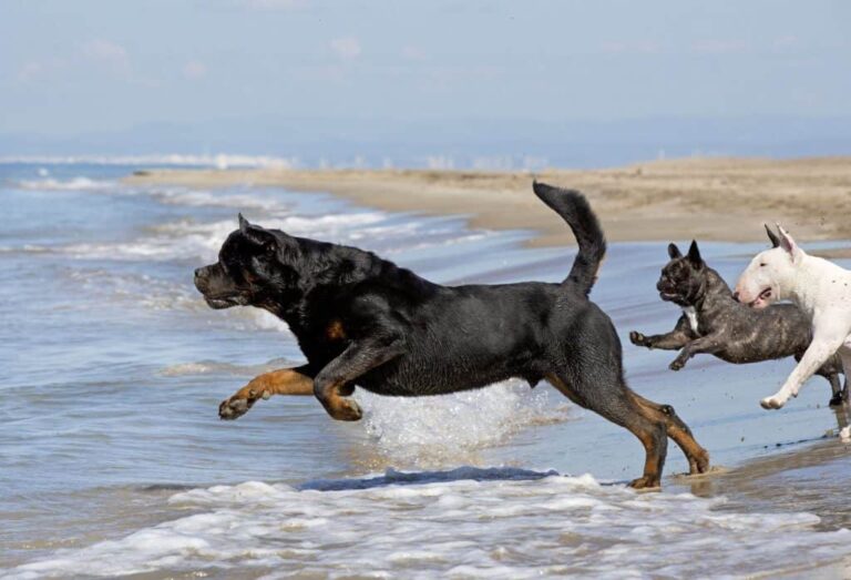 O Rottweiler sabe nadar