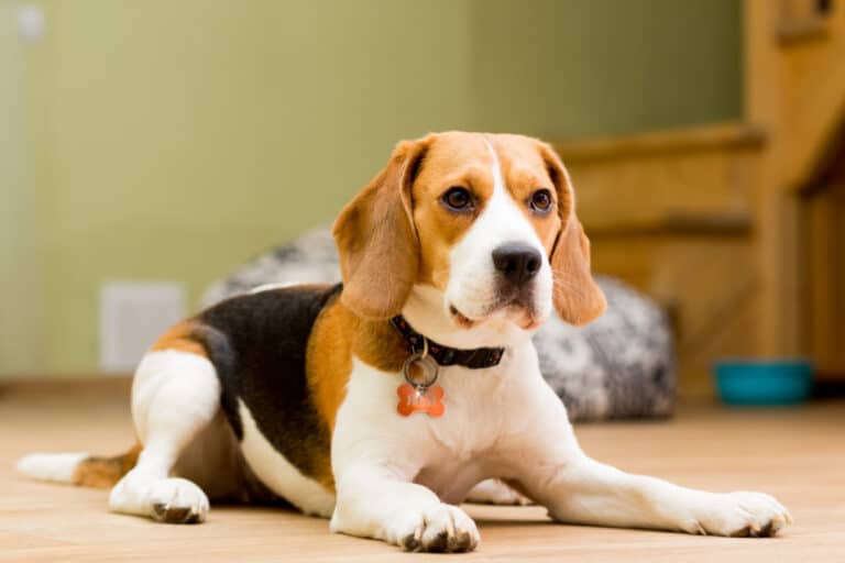 Os Beagles são bons cães de apartamento