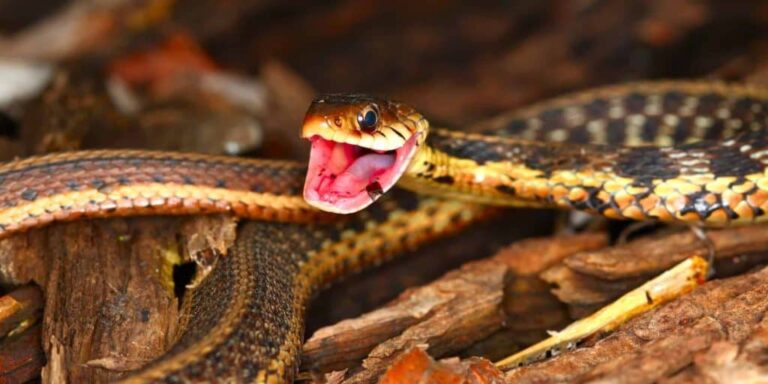 Qual é o tamanho das cobras-garter e quanto tempo leva para crescer