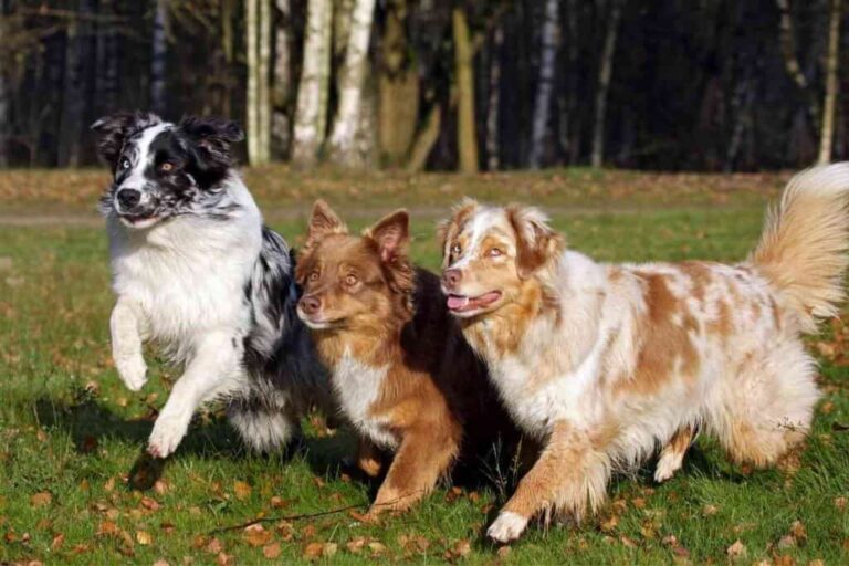 Quando os pastores australianos trocam o casaco de cachorro (1)