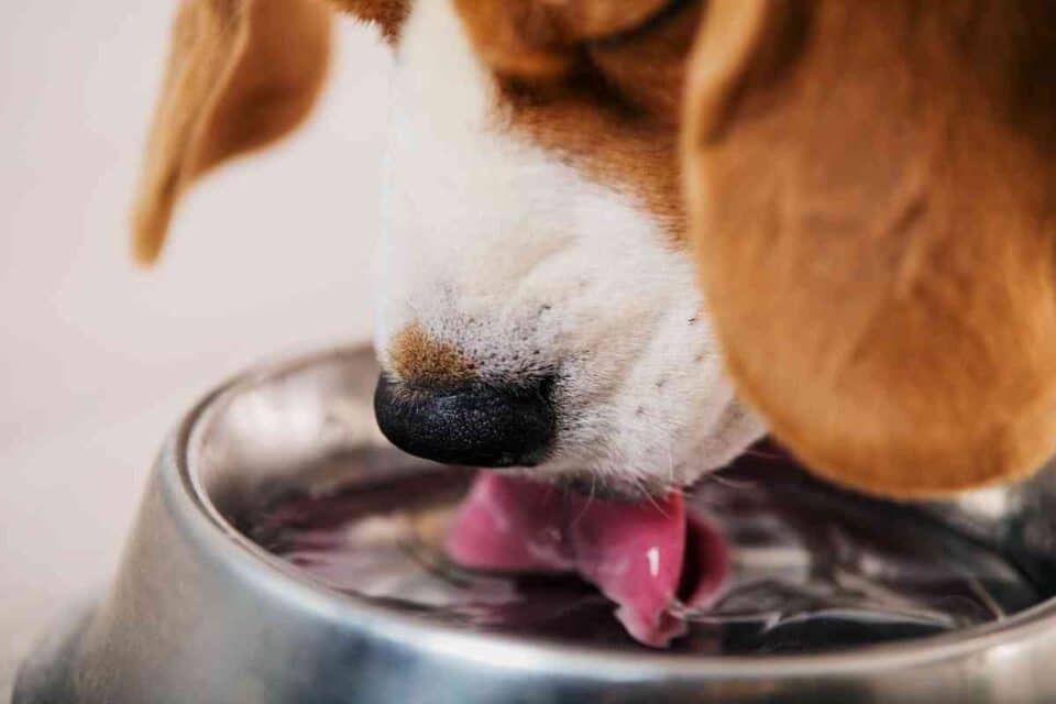 Quanta água um filhote de cachorro Beagle deve beber