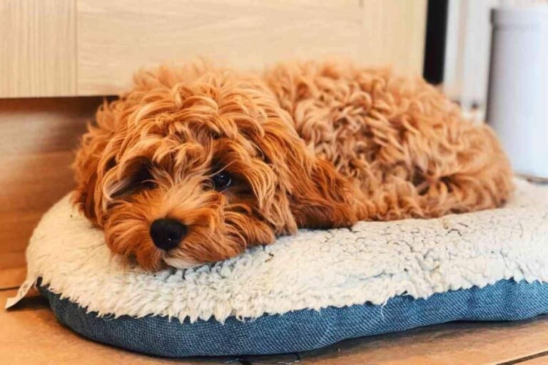 Quanto tempo leva a treinar um Cavapoo a fazer as suas necessidades (3)