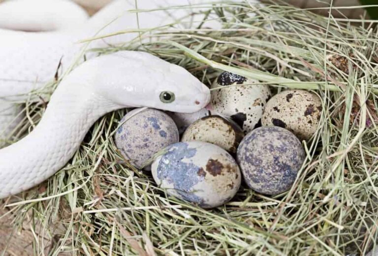 Quanto tempo leva para os ovos de cobra chocarem (1)