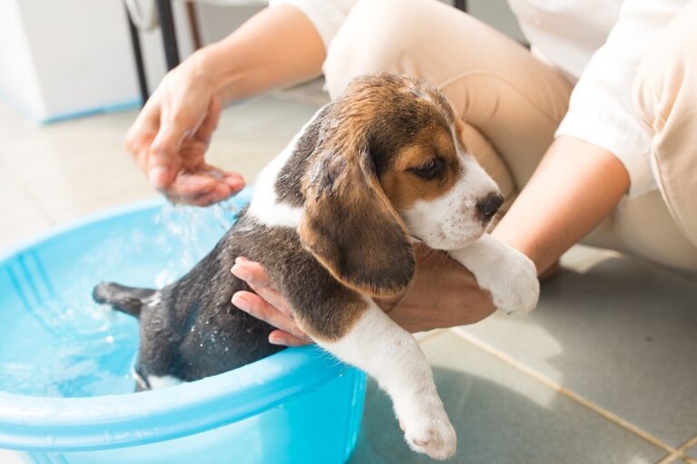 Quantas vezes posso dar banho a um Beagle