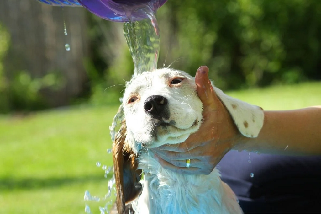 banho a um Beagle