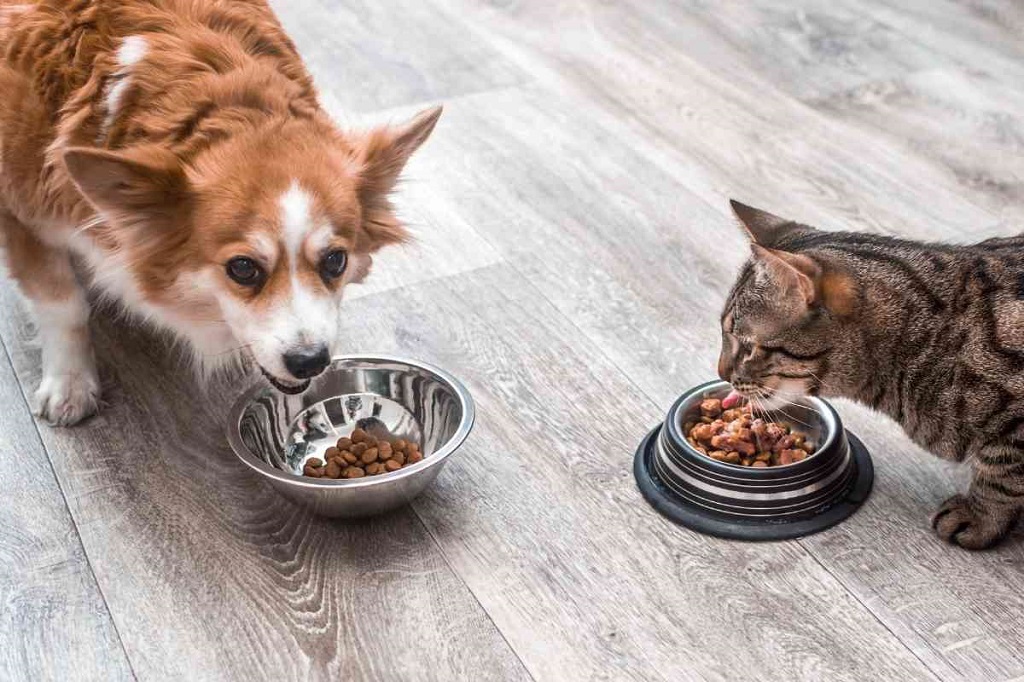 Gatos podem comer comida de cachorro Os gatos devem comer comida de cachorro (2)